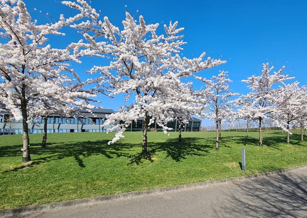 Summer time – cherry blossom time