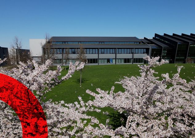 Erblühen der Japanischen Kirschblüte